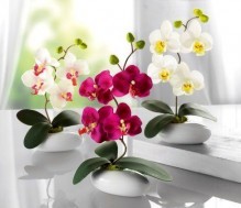 orkide-bakimi-1