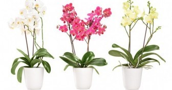 orkide-bakimi-2