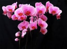 orkide-bakimi-4