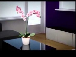 orkide-bakimi-5