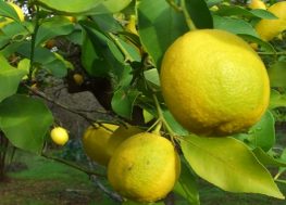 yarim-limon-nasil-saklanir-3