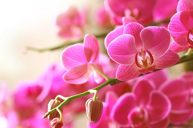 orkide-bakimi-hakkinda-oneriler
