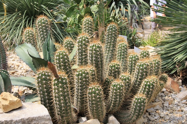 kaktus-radyasyondan-korur-mu